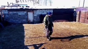 Поймать лошадь. Бросить лассо. Арканить коня.