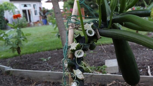 4 steps to defeating the dreaded squash vine borer смотреть онлайн