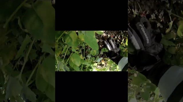 Тропа Кабана-Нет Пути Назад!!! 20.05.2023г смотреть онлайн