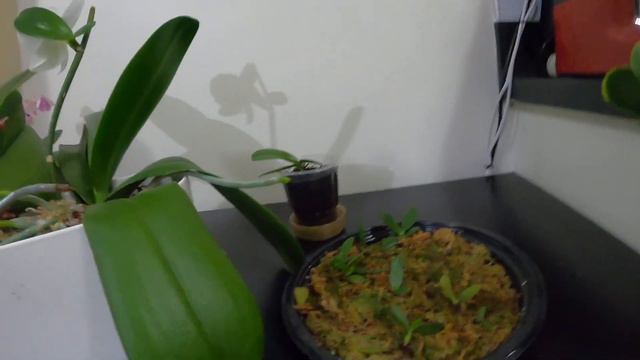Single Phalaenopsis flower bigger than the Keikei смотреть онлайн