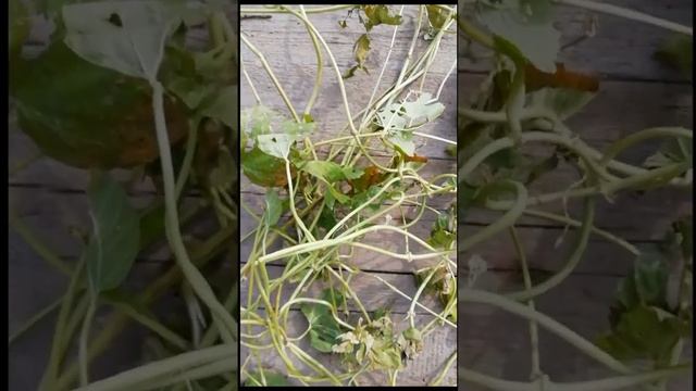 Из чего можно сделать клубочки для декора или фотосессии?