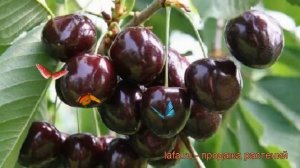 Черешня средний Ревна (cerasus avium revna) ? черешня Ревна обзор: как сажать саженцы черешни Ревна