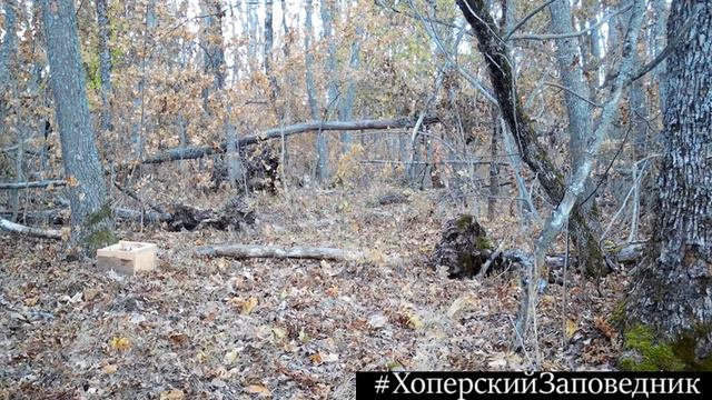 Небольшая подборка с фотоловушек❄🦊 смотреть онлайн