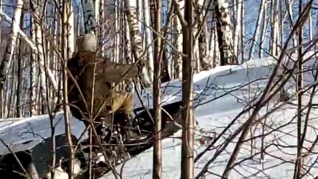 Толкач Гаджет. Чудес не бывает. смотреть онлайн