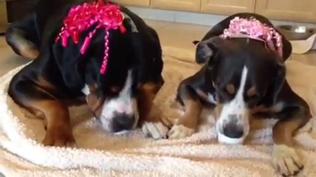 Fifth Birthday Bash with Frosty Paws смотреть онлайн