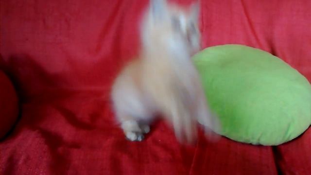 Gato Lambkin cat смотреть онлайн