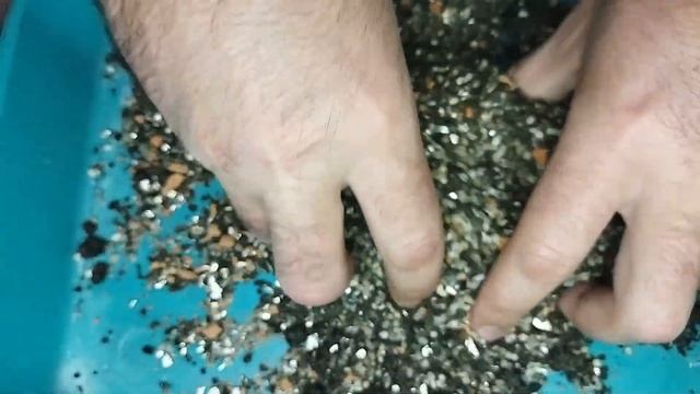 Рыжие пятная на кактусе. Уход за кактусом. Болезнь кактусов. смотреть онлайн