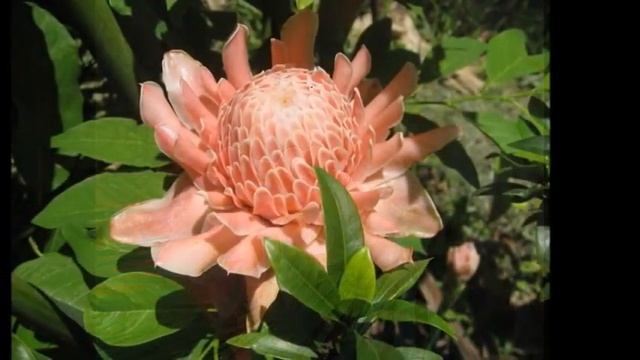 САДЫ СЕМИРАМИДЫ, ч. 1. ДРЕВНИЙ ВАВИЛОН. ИМБИРЬ В САДАХ смотреть онлайн