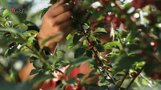 Обязательно осенью внесите это удобрение и на следующий год огород завалит вас урожаем!!!