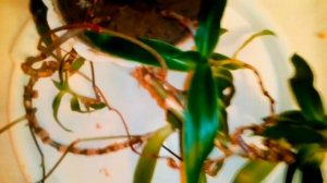 ЗОЛОТОЙ УС - ВАШ ДОМАШНИЙ ЛЕКАРЬ.