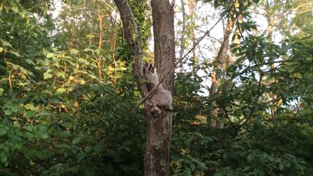 Енот на дереве смотреть онлайн