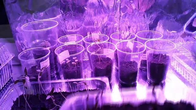 Эффект от фитолампы. Петуния в холодильнике. смотреть онлайн