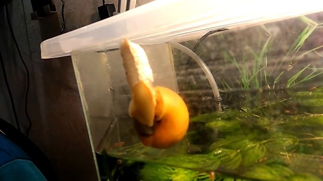 Размножение ампулярий. Как улитка жёлтой ампулярии кладёт икру смотреть онлайн