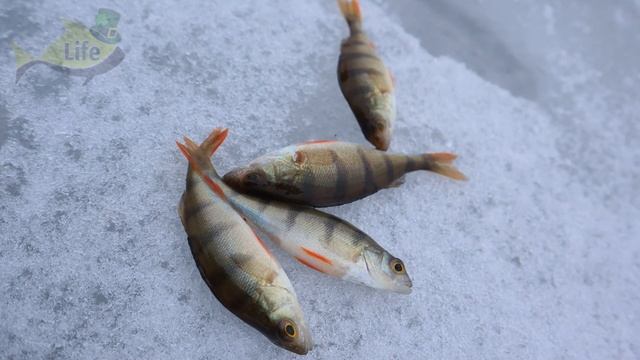 Кадайте это в лунку смело!!! Рыба чувствует такой запах за километр зимой! смотреть онлайн