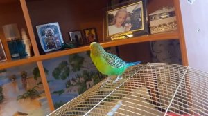 Веселое пение волнистого попугая