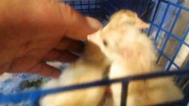 Индюшата от 0 до 100 дней.