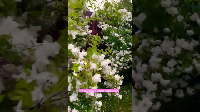 21 сорт чубушников! Выберите по душе!?? www.gardens.ru #красивыйсад#жасмин #садовыйцентрмосква смотреть онлайн