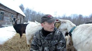 Козлята в стаде