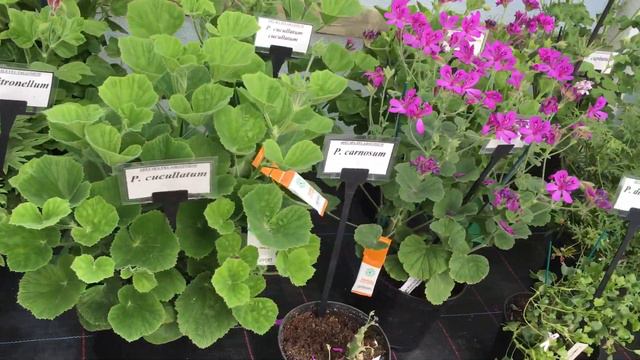 Pelargonijų paroda D. Britanijoje смотреть онлайн