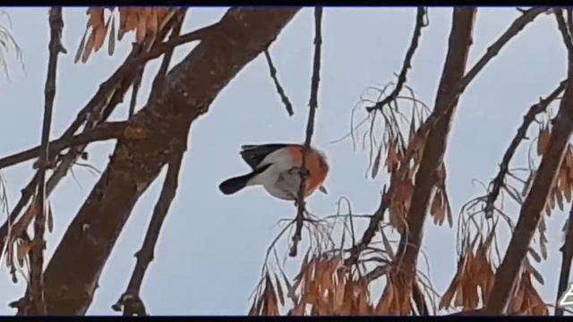 Снегирь ест семена ясеня ?? смотреть онлайн