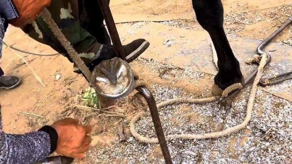 釋放膿液!駿馬膝關節腫大,走路異常!民間大叔修剪蹄子後用老方法釋放膿液,真牛