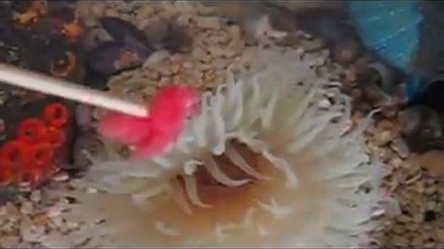 My Anemone Eat Meat смотреть онлайн