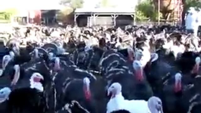 Индейки отвечают на приветствие смотреть онлайн