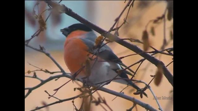 Birdwatching- Bullfinch (Pyrrhula)/Снегирь смотреть онлайн