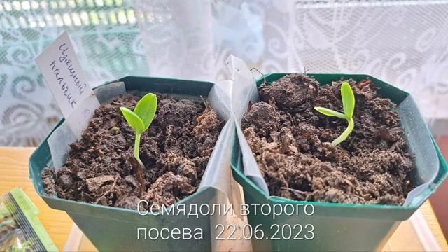 Тестирование огурца 'Изящный пальчик" смотреть онлайн