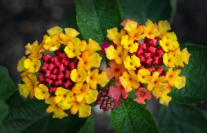 Лантана РЕЛАКС АРТ-ТЕРАПИЯ ИМПРОВИЗАЦИЯ композитор Виктор Анохин #piano #instrumentalmusic #цветы