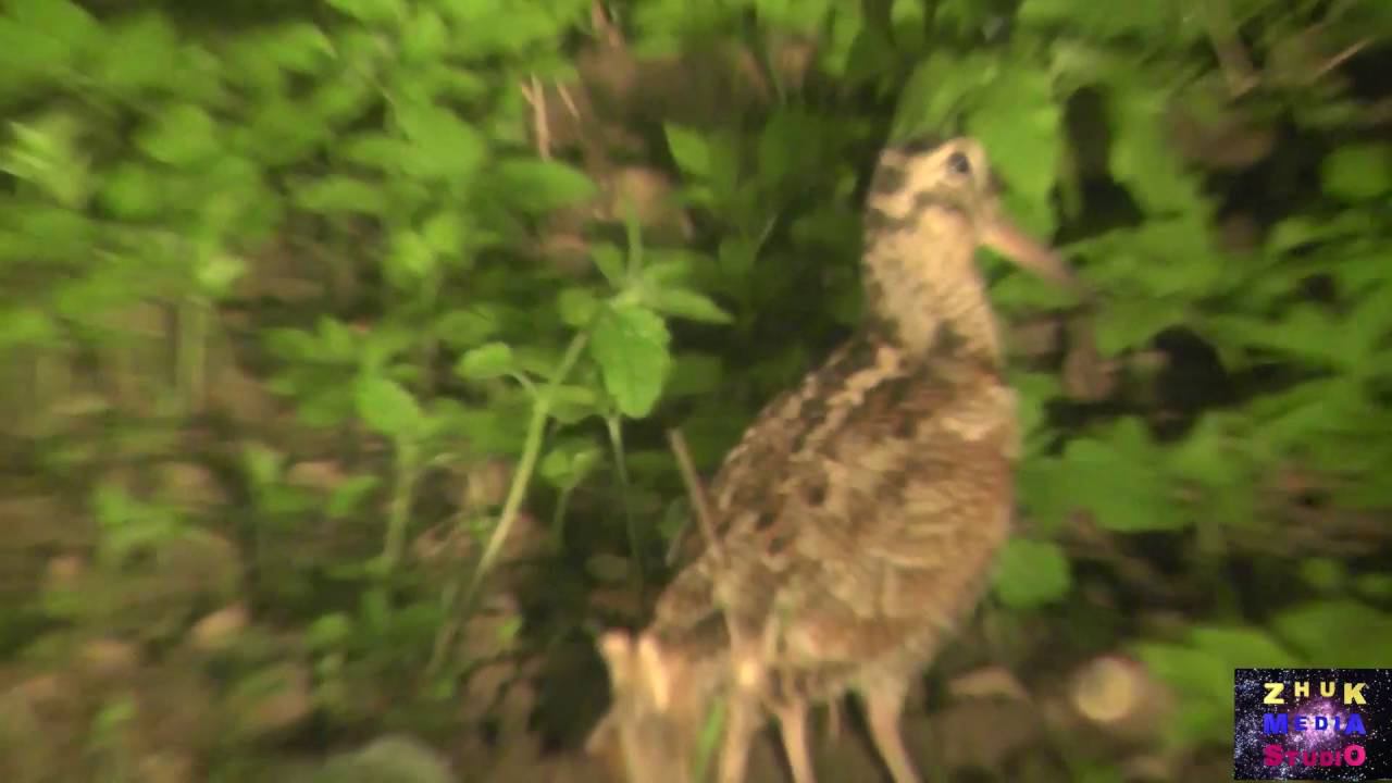 Как я поймал покемона смотреть онлайн