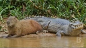 Почему все животные так любят Капибар?