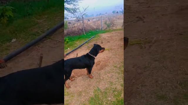 Roxy baby #dog #like #doberman #video #views #viral #rottweiler #pitbull #animals #subscribe #song смотреть онлайн