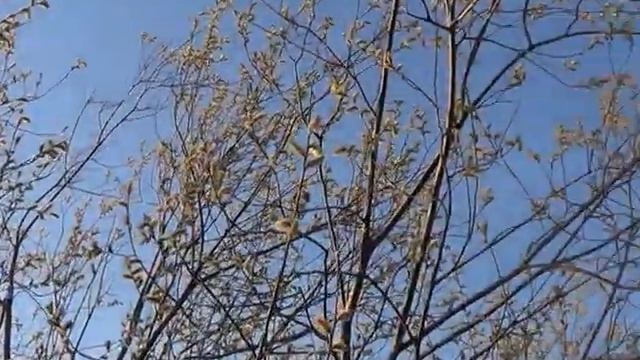 Зацвела ива смотреть онлайн