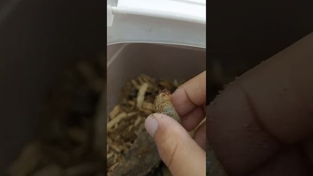 личинки жука бронзовика смотреть онлайн