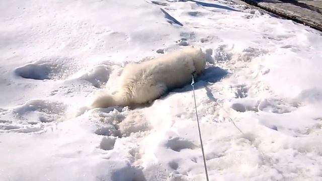 #ASMR DOG ЩЕНОК САМОЕД ИГРАЕТ В СНЕГУ Собака Улыбака Funny Dog Samoyed Puppy ASRM Sniffing & Playin