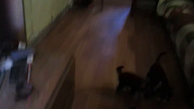 Щенки мини Йоркширського тер'єра смотреть онлайн