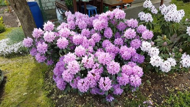 Цветение рододендронов . Rododendron . смотреть онлайн