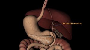 Печень! В чем ее уникальность? Функции печени! Детокс! Чистка организма!