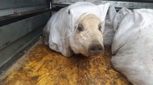 Купили поросят! Венгерская мангалица.