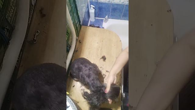 ГРУМИНГ БОЛОНЬЕЗА БОНИ смотреть онлайн