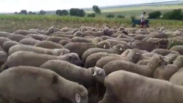 Ферма Баранов на продажу Slk kronos смотреть онлайн