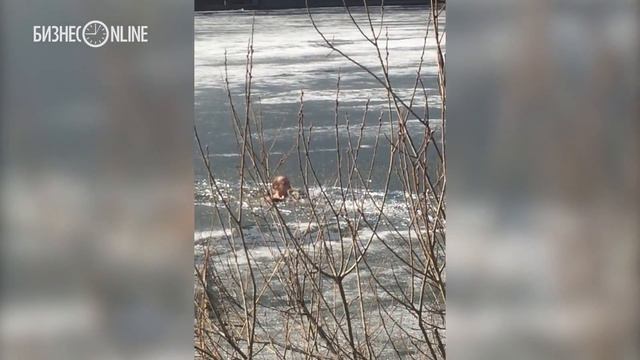 Мужчина спас собаку, провалившуюся под лед в Нижнекамске смотреть онлайн