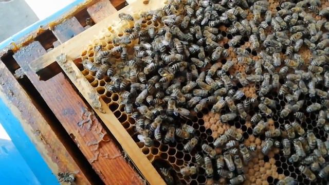 Объединение семей при наличии двух маток. смотреть онлайн