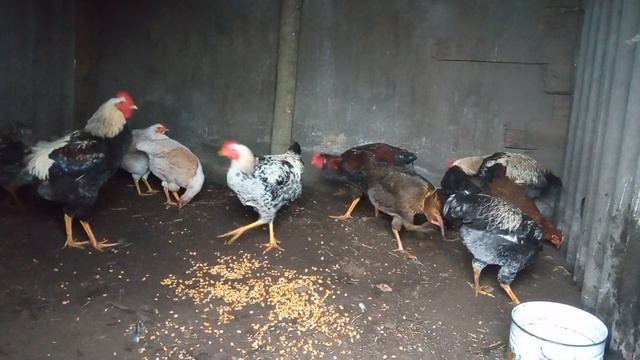 заболели юрловские голосистые смотреть онлайн