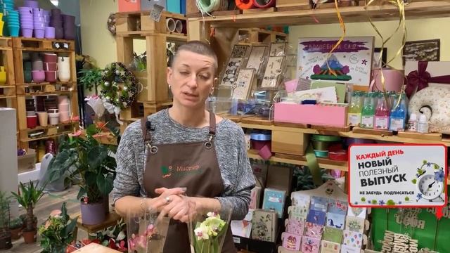 Орхидеи бабочки - малышки. Фаленопсисы мини: детки или вполне взрослые растения? Разберемся) смотреть онлайн