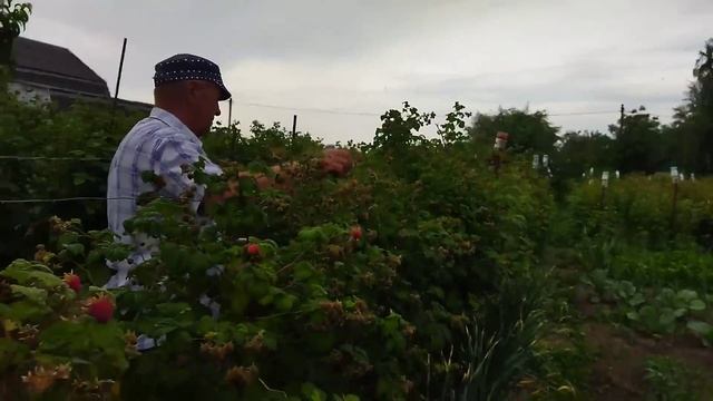 Копаем молодую картошку смотреть онлайн