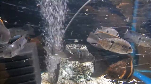 красивая аквариумная рыбка из Эквадора, Акара бирюзовая, Aequidens rivulatus смотреть онлайн