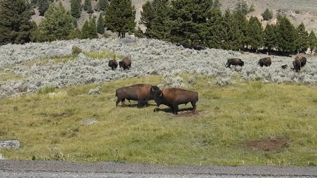 Yellowstone Bison Standoff! смотреть онлайн