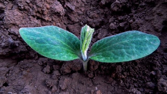 Вот чем необходимо заняться в МАЕ В ОГОРОДЕ смотреть онлайн